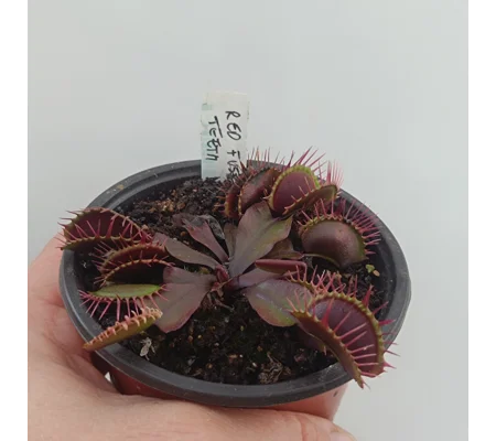 ALL RED FUSED TOOTH Dionaea muscipula