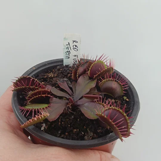 ALL RED FUSED TOOTH Dionaea muscipula