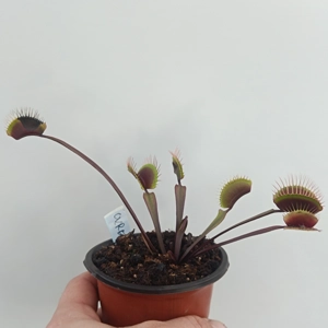 CLAYTONS VOLCANIC RED Dionaea muscipula