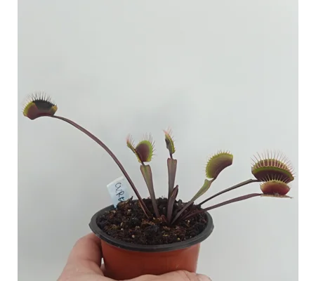 CLAYTONS VOLCANIC RED Dionaea muscipula