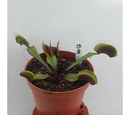 BIG MOUTH Dionaea muscipula