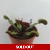 BIG MOUTH Dionaea muscipula BIG MOUTH Dionaea muscipula