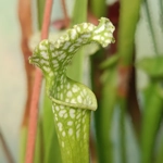 Sarracenia leucophylla f. viridescens L46C MK, Perdido, AL, antho free
