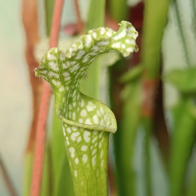 Sarracenia leucophylla f. viridescens L46C MK, Perdido, AL, antho free