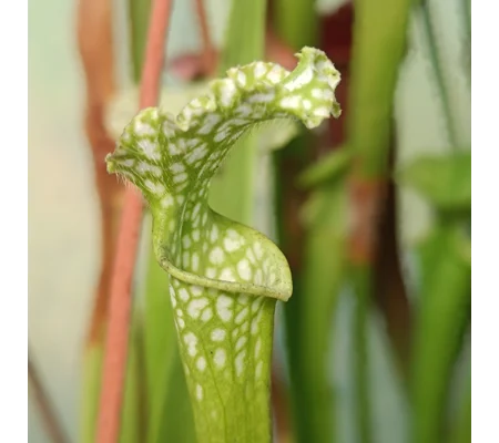 Sarracenia leucophylla f. viridescens L46C MK, Perdido, AL, antho free