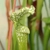 Sarracenia leucophylla f. viridescens L46C MK, P..