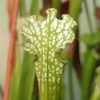 Sarracenia leucophylla f. viridescens L46C MK, Perdido, AL, antho free