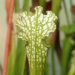 Sarracenia leucophylla f. viridescens L46C MK, Perdido, AL, antho free