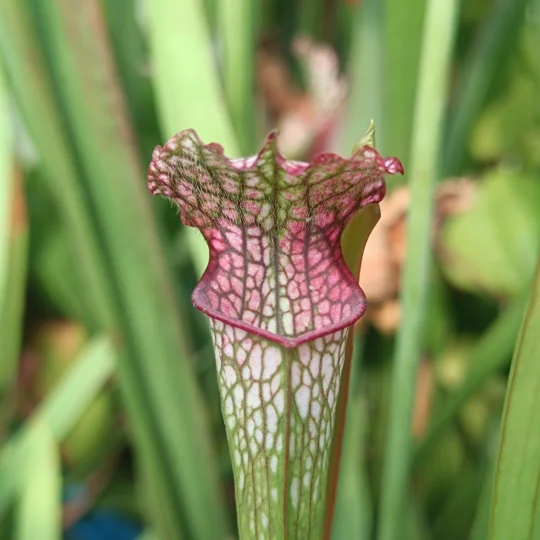 Sarracenia leucophylla L53 MK, pink throat