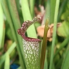 Sarracenia leucophylla L53 MK, pink throat