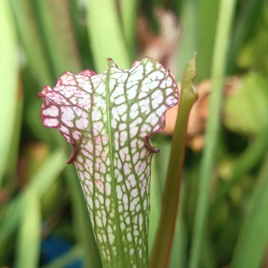 Sarracenia leucophylla L53 MK, pink throat