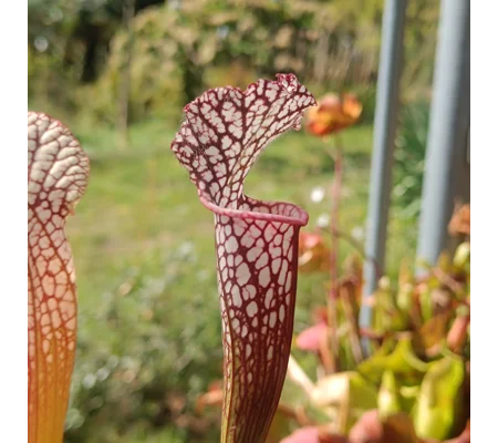 Sarracenia leucophylla L23 MK, red/white