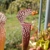 Sarracenia leucophylla L23 MK, red/white