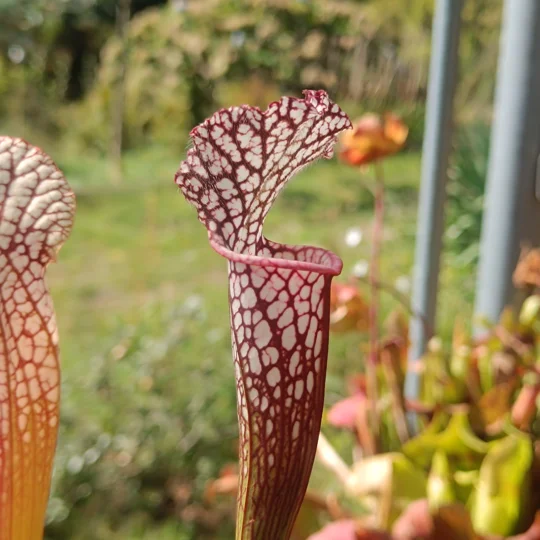 Sarracenia leucophylla L23 MK, red/white