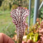 Sarracenia leucophylla L23 MK, red/white