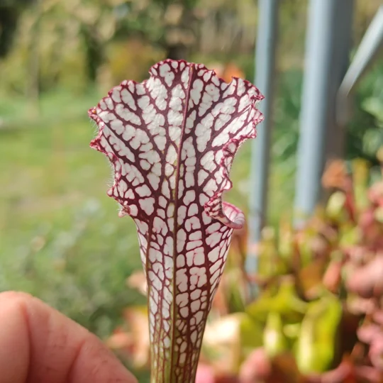 Sarracenia leucophylla L23 MK, red/white