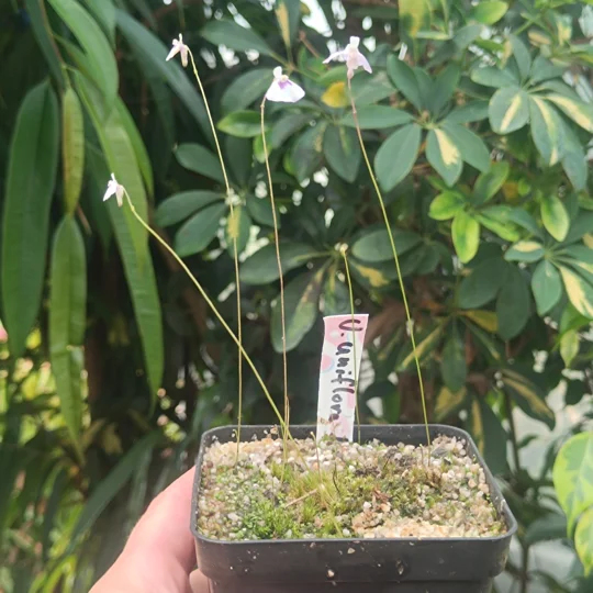 Utricularia uniflora L-form, Lismere