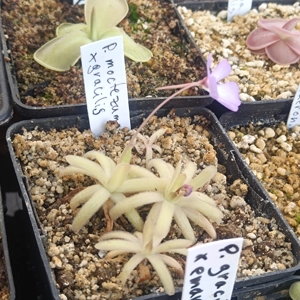 Pinguicula moctezumae x gracilis