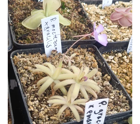 Pinguicula moctezumae x gracilis