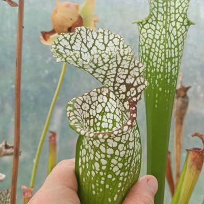 Sarracenia leucophylla, introgressed with rubra