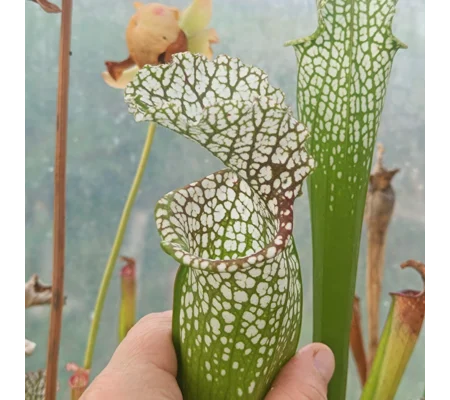 Sarracenia leucophylla, introgressed with rubra
