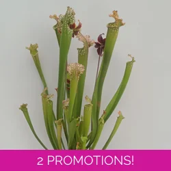 Sarracenia x readii 'FARNHAMII'