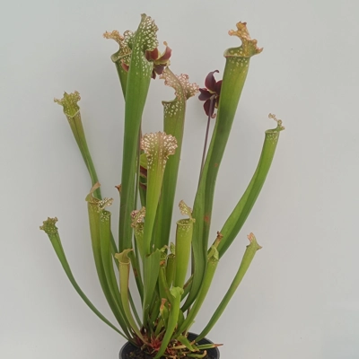 Sarracenia x readii 'FARNHAMII'