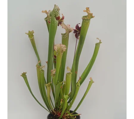 Sarracenia x readii 'FARNHAMII'