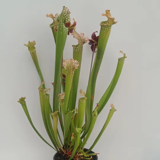 Sarracenia x readii 'FARNHAMII'
