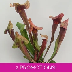 Sarracenia x catesbaei THE GIANT