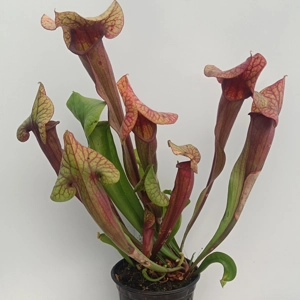 Sarracenia x catesbaei THE G..