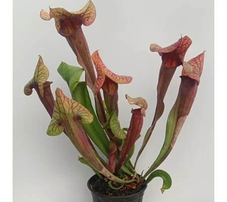Sarracenia x catesbaei THE GIANT