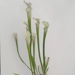 Sarracenia leucophylla L22D MS, Santa Rosa Co., near Yellow River, FL