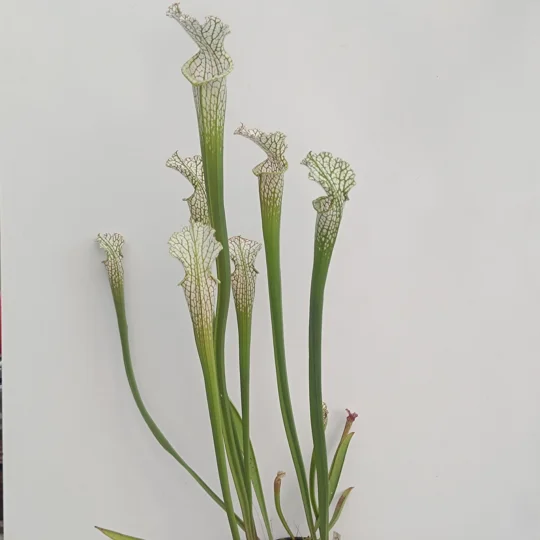 Sarracenia leucophylla L22D MS, Santa Rosa Co., near Yellow River, FL