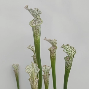 Sarracenia leucophylla ..