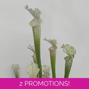 Sarracenia leucophylla ..