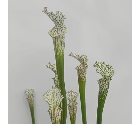 Sarracenia leucophylla L22D MS, Santa Rosa Co., near Yellow River, FL
