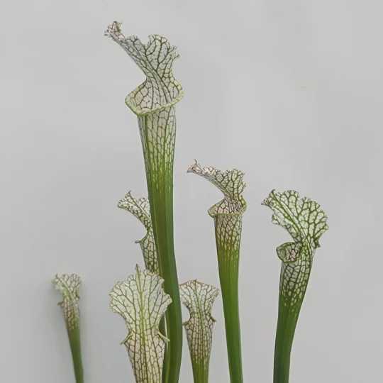 Sarracenia leucophylla L22D MS, Santa Rosa Co., near Yellow River, FL