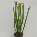 Sarracenia rubra subsp. gulfensis