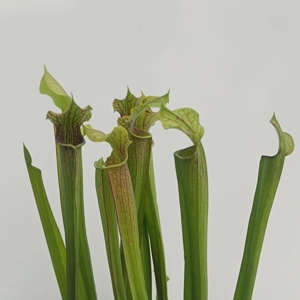 Sarracenia rubra subsp...