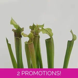 Sarracenia rubra subsp...