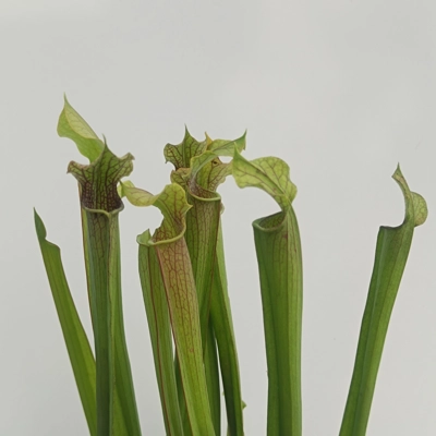 Sarracenia rubra subsp. gulfensis