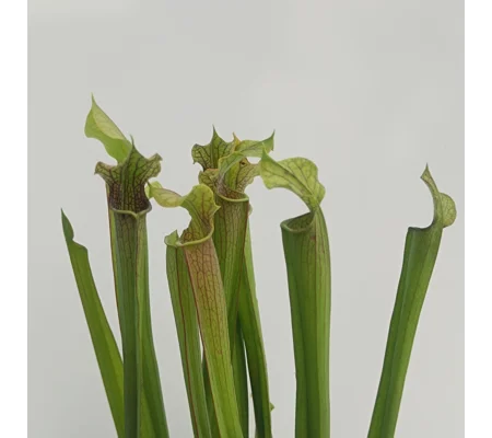 Sarracenia rubra subsp. gulfensis