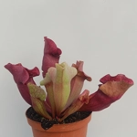 Sarracenia purpurea 'EVELINA', lipless Sarracenia purpurea 'EVELINA', lipless