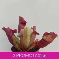 Sarracenia purpurea 'EVELINA', lipless