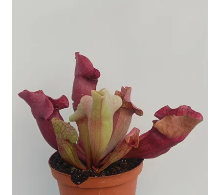 Sarracenia purpurea 'EVELINA', lipless