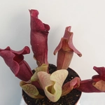Sarracenia purpurea 'EVELINA', lipless