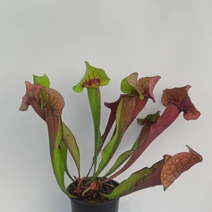Sarracenia x catesbaei,..
