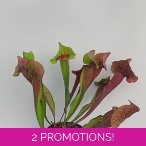 Sarracenia x catesbaei,..