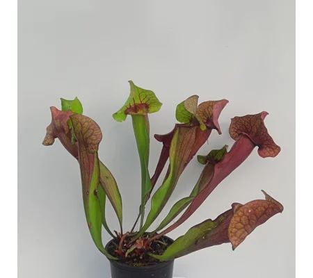 Sarracenia x catesbaei, pink flower, clone 3